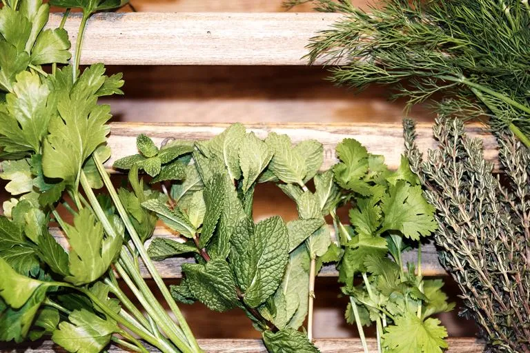 Fresh cut herbs including mint, parsley, thyme and dill